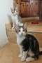 Rocco und Romy